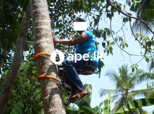 à¶½â€à·™à·Šà·ƒà·’à¶ºà·šà¶±à·Š à¶´â€à·™à·à¶½à·Š à¶šà¶©à· à¶œà·à¶±à·’à¶¸à·™à·’ à¶‹à¶´à¶šà¶»à¶«à¶º